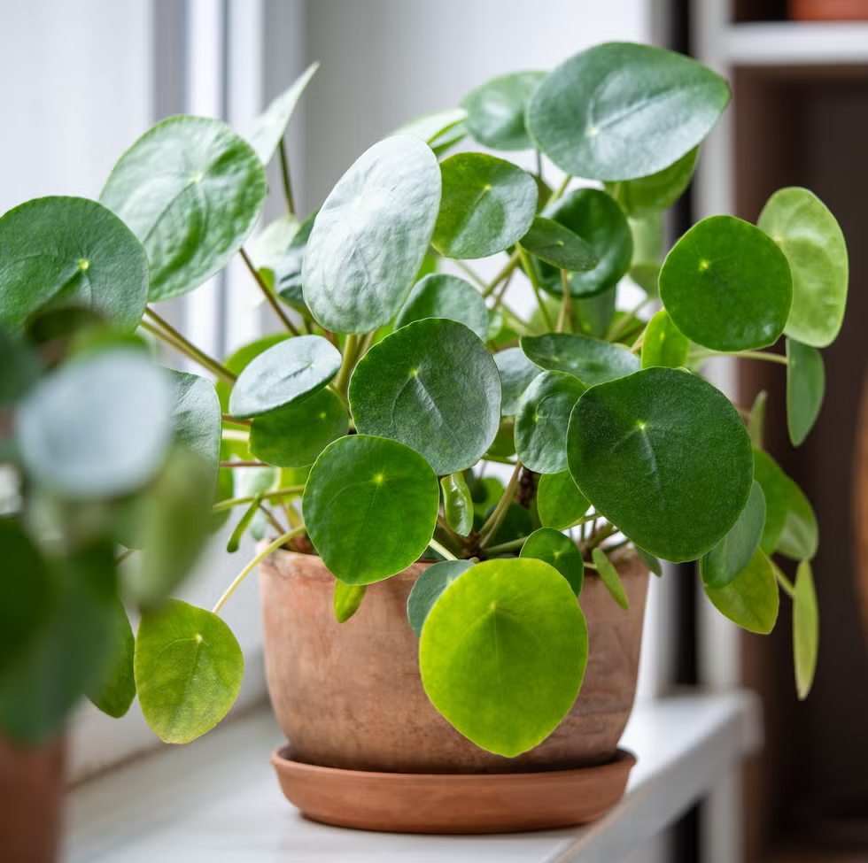 7 Houseplant Trends That Are Blooming in 2025