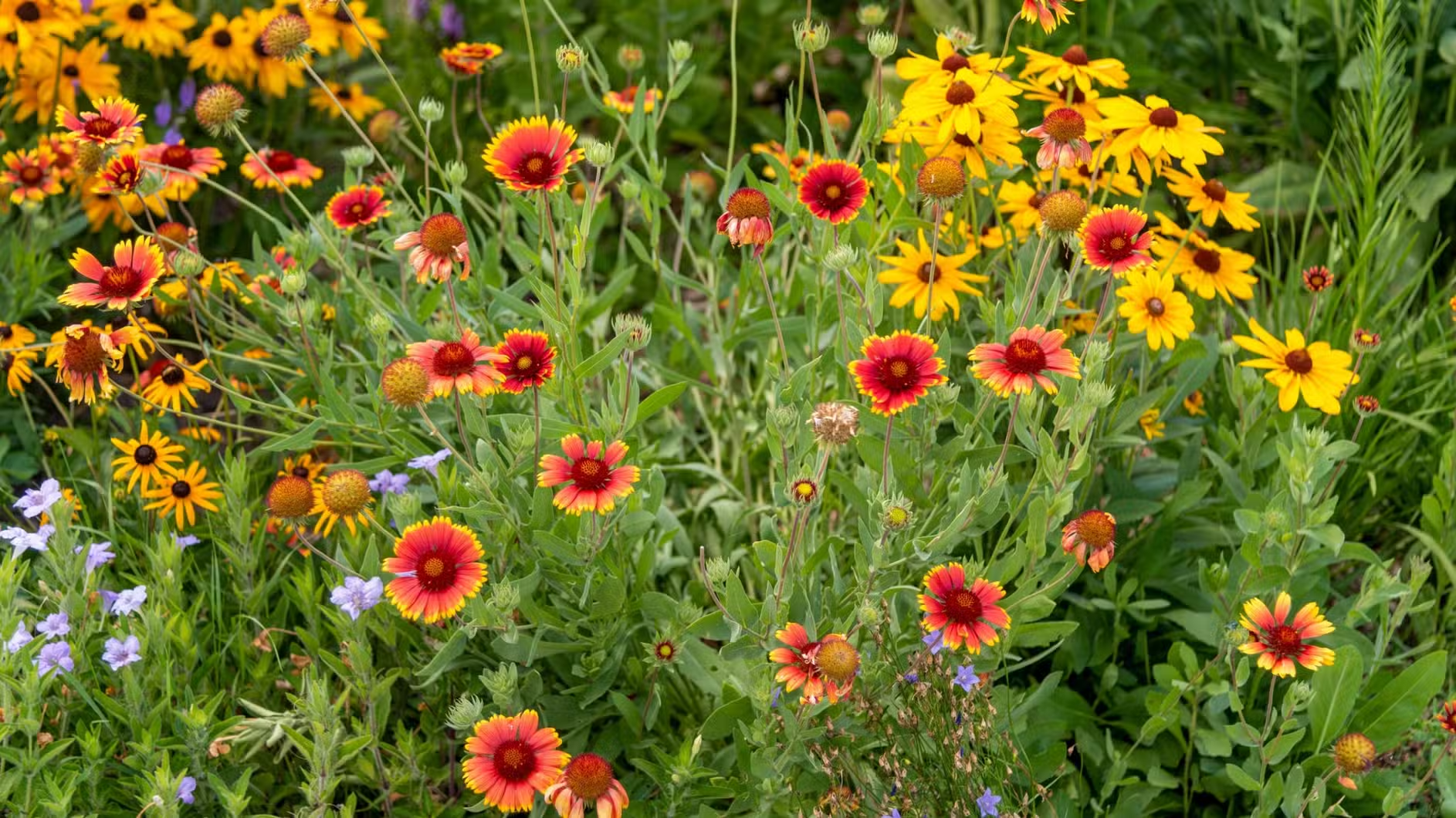 Graveyards Are Going Native: The Rise of Rewilding in Memorial Spaces