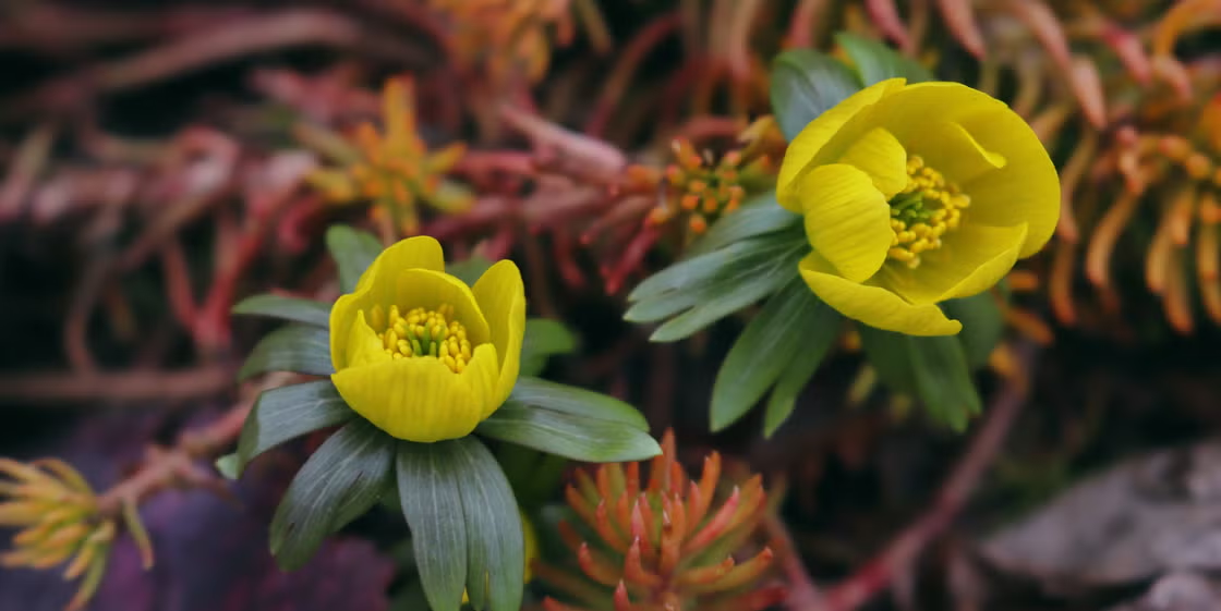 Chelsea Flower Show 2025 to Feature Underwater Flowering Plants for the First Time.