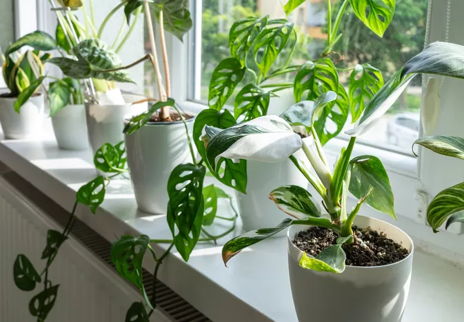 5 Houseplant Humidity Tips Gardening Pros Actually Hate (and You Should Avoid)