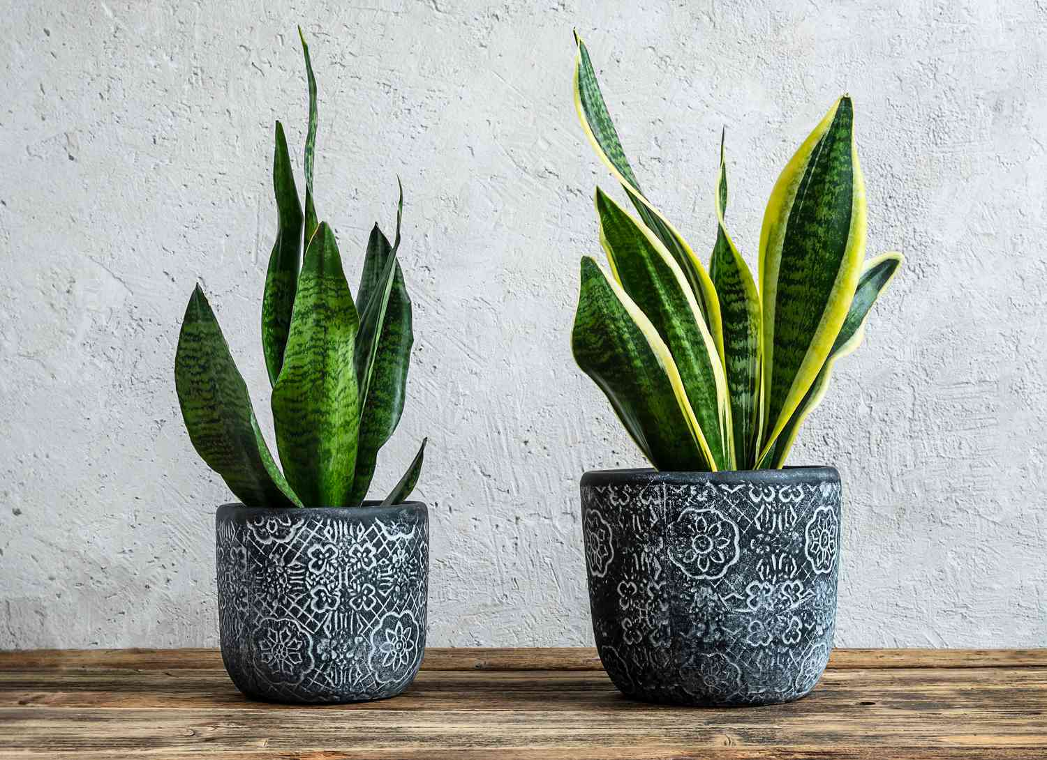 5 Houseplant Humidity Tips Gardening Pros Actually Hate (and You Should Avoid)