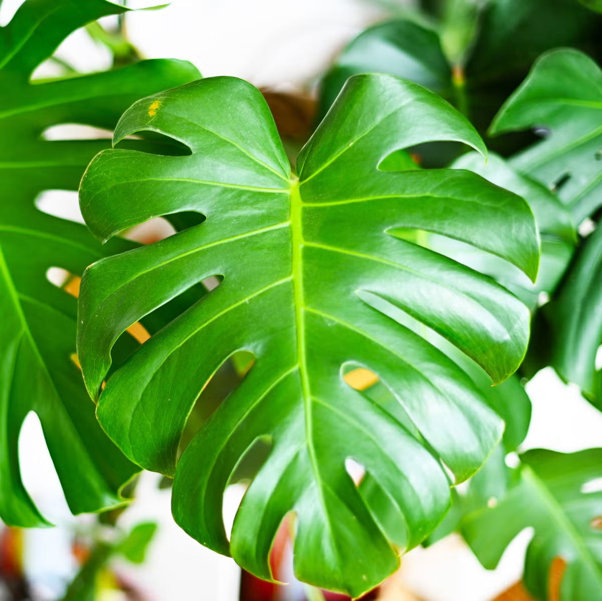 How to Care for Your Christmas Cactus (and Get It to Bloom Again Year After Year)