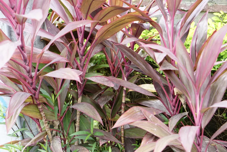 How to Grow and Care for Ti Plant (Good Luck Plant)
