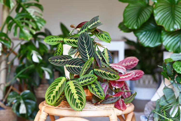 6 Under-the-Radar Plants Reddit Users Scored at Costco