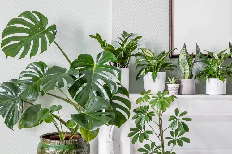 6 Clever Tips to Get a Fuller Potted Plant, According to Pro Gardeners