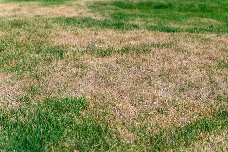 If You See Any of These 8 Signs in Your Lawn, Your Grass Needs Help Fast